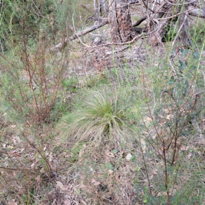 Nassella trichotoma (Serrated Tussock) at Mount Majura - 27 May 2024 by abread111