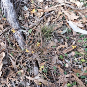 Crataegus monogyna at Mount Majura - 27 May 2024