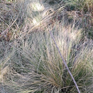 Nassella trichotoma at Mount Majura - 27 May 2024