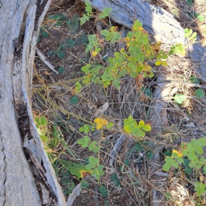 Rosa rubiginosa at Mount Majura - 27 May 2024