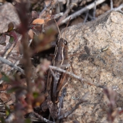 Phaulacridium vittatum (Wingless Grasshopper) at Badja, NSW - 25 May 2024 by RobG1