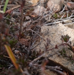 Phaulacridium vittatum at Deua National Park (CNM area) - 25 May 2024