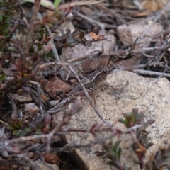 Phaulacridium vittatum at Deua National Park (CNM area) - 25 May 2024 01:14 PM