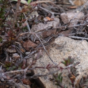 Phaulacridium vittatum at Deua National Park (CNM area) - 25 May 2024 01:14 PM