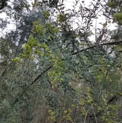 Bursaria spinosa (Native Blackthorn, Sweet Bursaria) at Penrose, NSW - 26 May 2024 by Aussiegall