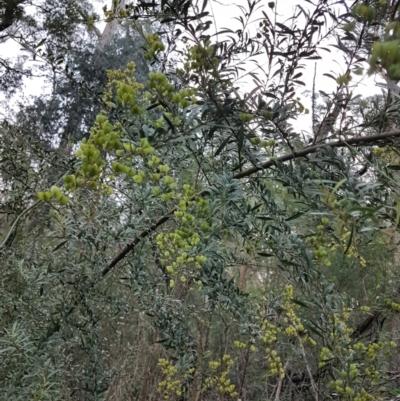 Bursaria spinosa (Native Blackthorn, Sweet Bursaria) at Penrose, NSW - 26 May 2024 by Aussiegall