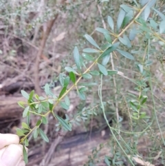 Bursaria spinosa at Penrose - 26 May 2024 03:41 PM