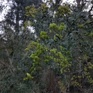 Bursaria spinosa at Penrose - 26 May 2024 03:41 PM