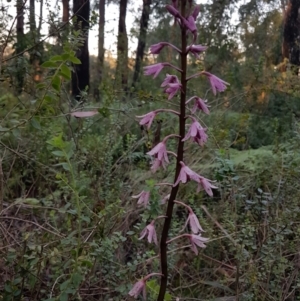 Dipodium roseum at Penrose - suppressed