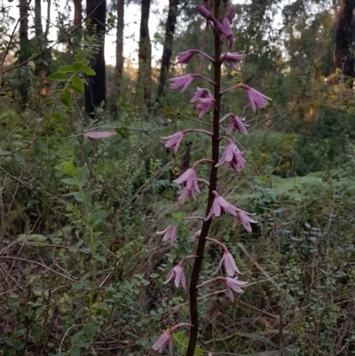 Dipodium roseum (Rosy Hyacinth Orchid) at Penrose, NSW - 26 May 2024 by Aussiegall