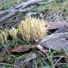Ramaria sp. at Wingecarribee Local Government Area - 26 May 2024 by Aussiegall