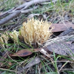 Ramaria sp. (genus) (A Coral fungus) at Wingecarribee Local Government Area - 26 May 2024 by Aussiegall