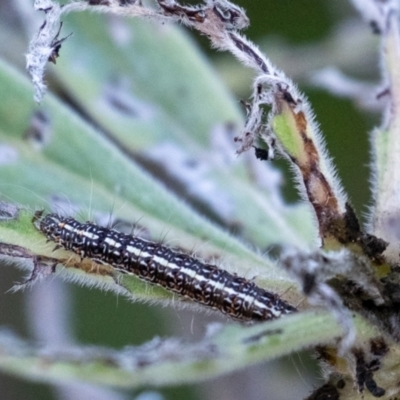 Utetheisa pulchelloides (Heliotrope Moth) at Wingecarribee Local Government Area - 26 May 2024 by Aussiegall