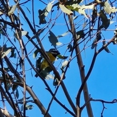 Falcunculus frontatus (Eastern Shrike-tit) at Tidbinbilla Nature Reserve - 27 May 2024 by BethanyDunne