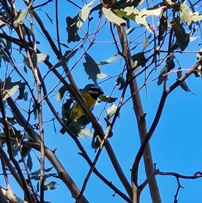 Falcunculus frontatus at Paddys River, ACT - 27 May 2024 by BethanyDunne