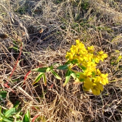 Euphorbia oblongata (Egg-leaf Spurge) at Cooma, NSW - 27 May 2024 by mahargiani