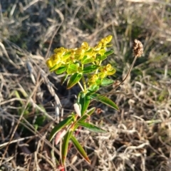 Euphorbia oblongata at Cooma North Ridge Reserve - 27 May 2024