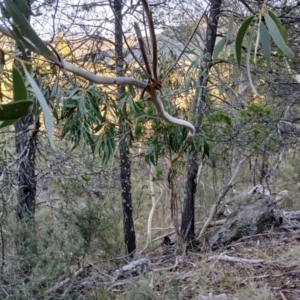 Eucalyptus pauciflora subsp. pauciflora at Cooma North Ridge Reserve - 27 May 2024 03:20 PM