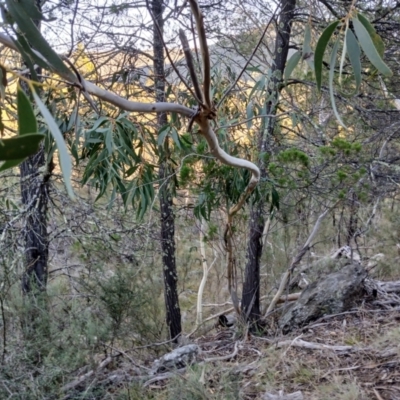 Eucalyptus pauciflora subsp. pauciflora (White Sally, Snow Gum) at Cooma North Ridge Reserve - 27 May 2024 by mahargiani