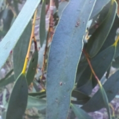 Eucalyptus pauciflora subsp. pauciflora at Cooma North Ridge Reserve - 27 May 2024 03:20 PM