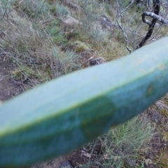 Eucalyptus pauciflora subsp. pauciflora at Cooma North Ridge Reserve - 27 May 2024 03:20 PM