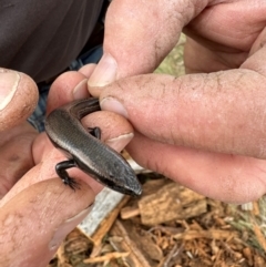 Acritoscincus platynotus (Red-throated Skink) at Burra, NSW - 25 May 2024 by Safarigirl