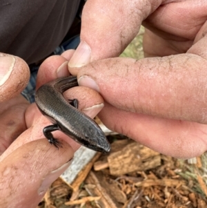 Acritoscincus platynotus at QPRC LGA - 25 May 2024