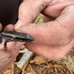 Acritoscincus platynotus at QPRC LGA - 25 May 2024