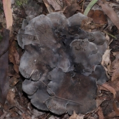 Grifola colensoi at Tidbinbilla Nature Reserve - 26 May 2024 by TimL