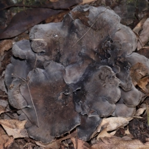 Grifola colensoi at Tidbinbilla Nature Reserve - 26 May 2024