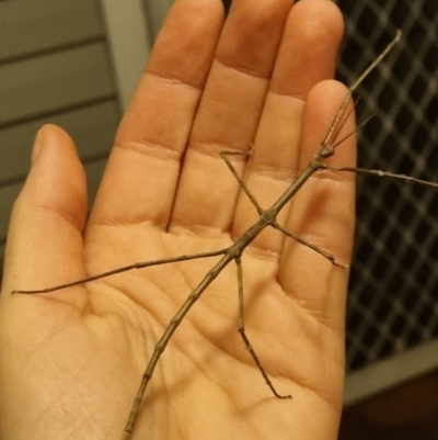 Unidentified Stick insect (Phasmatodea) at QPRC LGA - 27 May 2024 by clarehoneydove