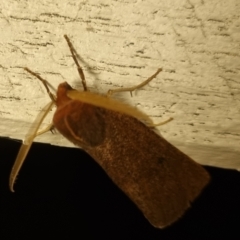 Unidentified Geometer moth (Geometridae) at QPRC LGA - 27 May 2024 by clarehoneydove