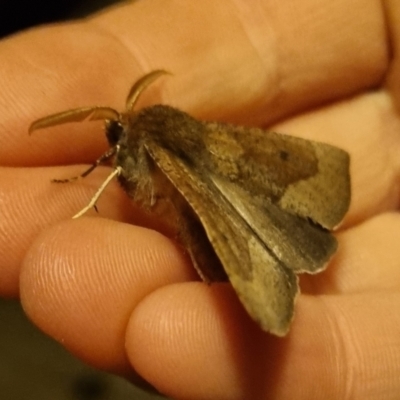 Fisera belidearia (Two-toned Crest-moth) at Bungendore, NSW - 27 May 2024 by clarehoneydove