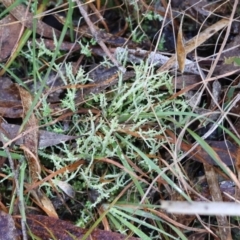 Unverified Lichen, Moss or other Bryophyte by LisaH