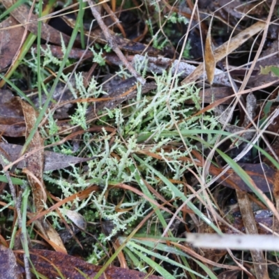 Unidentified Lichen, Moss or other Bryophyte at Mongarlowe River - 27 May 2024 by LisaH