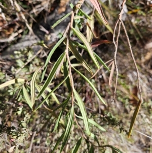 Billardiera scandens at Tidbinbilla Nature Reserve - 27 May 2024