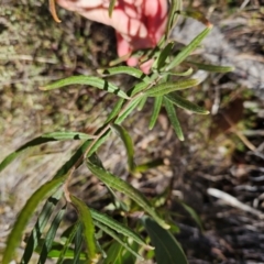 Billardiera scandens at Tidbinbilla Nature Reserve - 27 May 2024