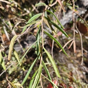 Billardiera scandens at Tidbinbilla Nature Reserve - 27 May 2024