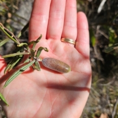 Billardiera scandens at Tidbinbilla Nature Reserve - 27 May 2024