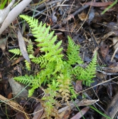 Polystichum proliferum (Mother Shield Fern) at Tidbinbilla Nature Reserve - 27 May 2024 by BethanyDunne