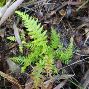 Polystichum proliferum at Tidbinbilla Nature Reserve - 27 May 2024 12:38 PM