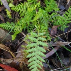 Polystichum proliferum at Tidbinbilla Nature Reserve - 27 May 2024 12:38 PM