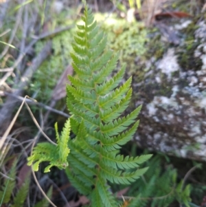 Polystichum proliferum at Tidbinbilla Nature Reserve - 27 May 2024 12:38 PM