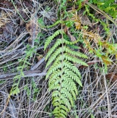 Polystichum proliferum at Tidbinbilla Nature Reserve - 27 May 2024