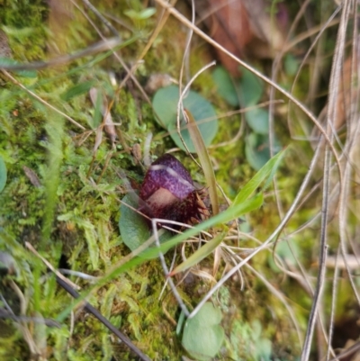 Corysanthes hispida (Bristly Helmet Orchid) at Paddys River, ACT - 27 May 2024 by BethanyDunne