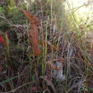 Bunochilus sp. at Tidbinbilla Nature Reserve - suppressed