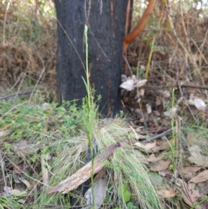 Bunochilus sp. at Tidbinbilla Nature Reserve - 27 May 2024