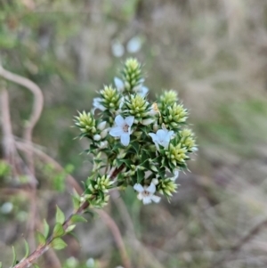 Epacris breviflora at Tidbinbilla Nature Reserve - 27 May 2024