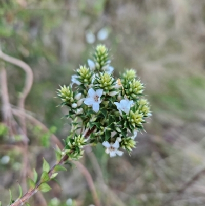 Epacris breviflora (Drumstick Heath) at Tidbinbilla Nature Reserve - 27 May 2024 by BethanyDunne