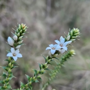 Epacris breviflora at Tidbinbilla Nature Reserve - 27 May 2024